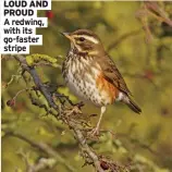  ??  ?? LOUD AND PROUD
A redwing, with its go-faster stripe