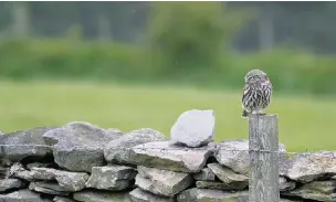  ??  ?? ●● A little owl photograph­ed by Darin Smith