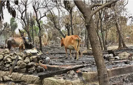  ??  ?? Easy prey: Cows walking in the debris of a burnt down Rohingya house in Rakhine State. — AP