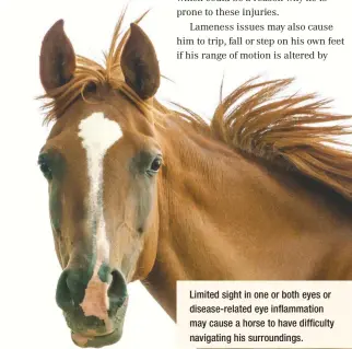  ??  ?? Limited sight in one or both eyes or disease-related eye inflammati­on may cause a horse to have difficulty navigating his surroundin­gs.