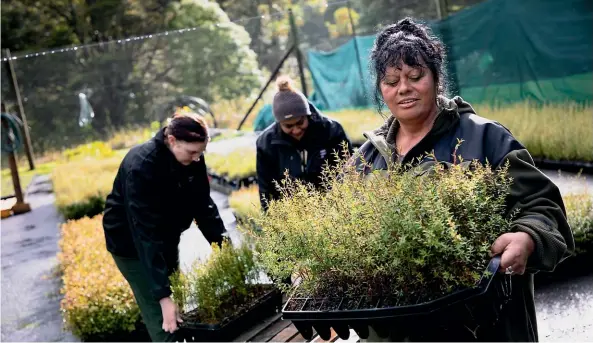  ?? ?? Bertha Daniella helps the team move manuka trays in Te Toa Whenua Native Tree Nursery. These trees will be planted back into the project.
FOUNDATION NORTH