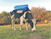  ??  ?? TOXIC: Cows emit methane, a potent greenhouse gas, as collected at a research facility in Argentina