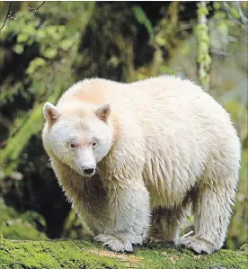  ?? IAN MCALLISTER PACIFIC WILD ?? Mox the spirit bear in the IMAX documentar­y “Great Bear Rainforest: Land of the Spirit Bear.”