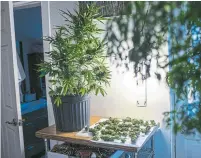  ?? MARCUS OLENIUK TORONTO STAR FILE PHOTO ?? In an online survey, 52 per cent of respondent­s said they’d be less likely to purchase a home if cannabis had been grown there.