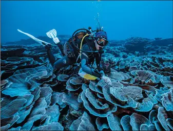  ?? ?? A researcher for the French National Center for Scientific Research studies corals.