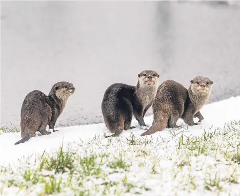  ??  ?? SNOW showers briefly swept across Dundee yesterday, covering the city in a blanket of white stuff — albeit not for long.
However, it was still enough of an invitation for these three otters to go out and have fun in their enclosure at Camperdown...