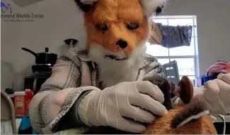  ?? ?? A staff member from Richmond Wildlife Centre in the US dresses up as a fox to feed a fox cub.
