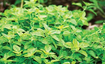  ??  ?? OREGANO repels many pests and will provide ground cover and humidity for peppers.