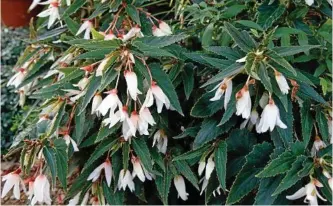  ??  ?? At its best during the summer months is ‘Bossa Nova White’, a gorgeous tuberous begonia.