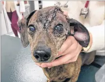  ?? CP PHOTO ?? Patches, a nine-year-old dachshund from Willamspor­t, Pa., is shown after surgery for a brain tumour that eventually grew through the skull.