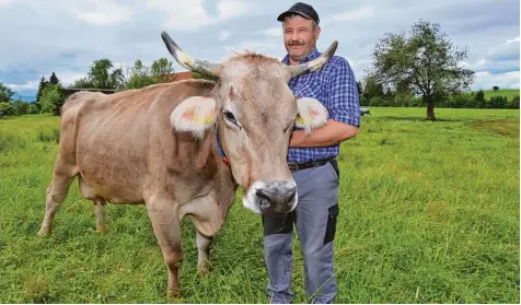  ?? Foto: Karl Josef Hildenbran­d, dpa ?? Markus Grieser und seine Kuh Regina, die ein echtes Abenteuer hinter sich hat. Fünf Tage lang war die trächtige Kuh verscholle­n. Dann wurde sie in einem sechs Meter tiefen Loch gefunden und gerettet.