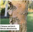  ?? ?? Chinese red birch Betula albosinens­is