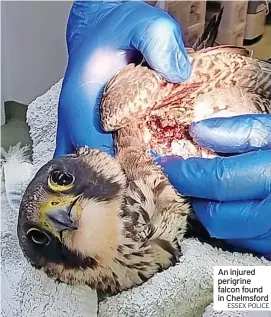  ?? ESSEX POLICE ?? An injured perigrine falcon found in Chelmsford