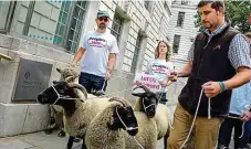  ?? FOTO ČTK/AP ?? Ovce by byly proti. Farmáři minulý čtvrtek protestova­li v Londýně proti brexitu se stádem ovcí, aby upozornili na jeho rizika pro hospodářsk­á zvířata.