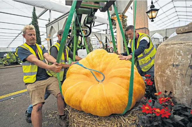  ??  ?? The pumpkin was transporte­d on a forklift truck and lowered on to a bed of straw. It was lifted into a van before being transporte­d from Essex to Chelsea where it will be on show at the Global Growth Vegetable Garden harvest display