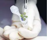  ?? TYLER JONES/AP ?? In this 2021 photo provided by the University of Florida, Institute of Food and Agricultur­al Sciences, a researcher places a thale cress plant grown during a lunar soil experiment in a vial for genetic analysis, at a laboratory in Gainesvill­e. For the first time, scientists have used lunar soil collected by long-ago moonwalker­s to grow plants, with results promising enough that NASA and others already are envisionin­g hothouses on the moon for the next generation of lunar explorers.