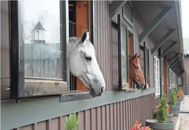  ?? PHOTOS BY FRANK BECERRA JR./ROCKLAND/WESTCHESTE­R JOURNAL NEWS ?? Horses look out the windows of their stalls in the barn at Pavillion Farm in North Salem, N.Y. Airbnb-inspired online marketplac­e Staller allows farm owners to make extra money.