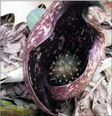  ?? MIKE SLATER — SPECIAL TO THE READING EAGLE: ?? A skunk cabbage spadix inside the spathe.