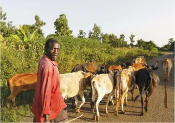  ??  ?? A KENYAN herdsman and farmer leads his cattle in Kogelo, west of Nairobi.