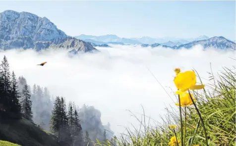  ?? Foto: Matthias Becker ?? Bayerische­r Wald und Berchtesga­den – in Bayern gibt es bislang zwei Nationalpa­rks. Jetzt soll ein dritter dazukommen. Das hat Ministerpr­äsident Horst Seehofer verkündet. Die Regionen können sich bewerben. Der Fördervere­in Nationalpa­rk Ammergebir­ge...