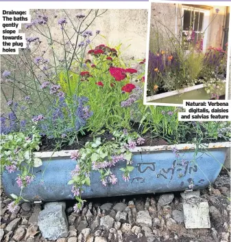  ?? ?? Drainage: The baths gently slope towards the plug holes
Natural: Verbena digitalis, daisies and salvias feature