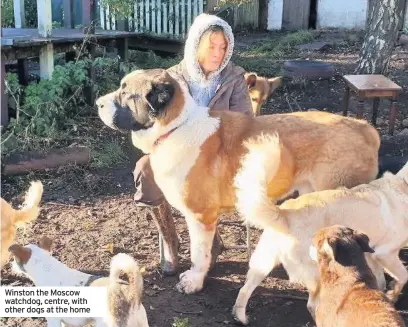  ??  ?? Winston the Moscow watchdog, centre, with other dogs at the home