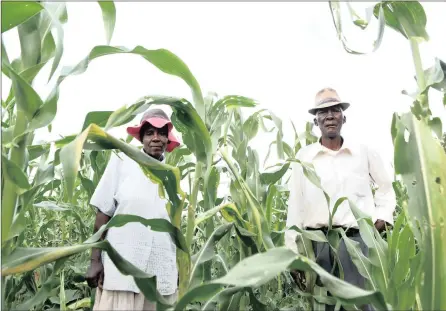  ??  ?? CRISIS: Twins Frans Mashabango­pe and Elisa Masemola, who having been farming together since they were young, have been affected by the fall armyworm plague, which has ravaged their maize and other crops.