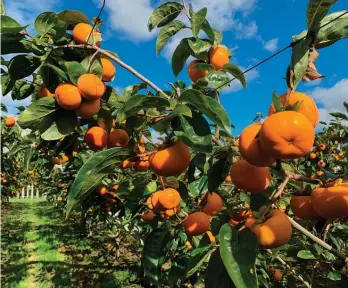  ??  ?? A commercial persimmon orchard.