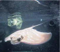  ?? PHOTO: SUPPLIED ?? One of a fever of eagle ray pups born on New Year's Day at Kelly Tarlton's Aquarium in Auckland.