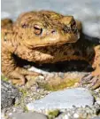  ?? Symbolfoto: Heidi Sanz ?? In der Region sind immer weniger Kröten unterwegs.