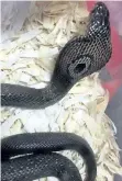  ??  ?? Police say the stolen snakes were being kept and bred for sale online.