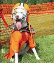  ?? KRISTI GARABRANDT — THE NEWS-HERALD ?? Lucky, a Lab, pitt mix owned by Ruth Glatz of Leroy was selected as a finalist in the best look contest for his Cleveland Browns attire, during Geauga Humane Society Rescue Village Woofstock event.