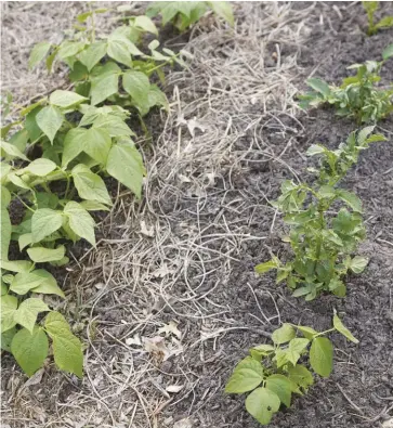  ??  ?? alternate rows of beans and potatoes in the garden (above) or mix the two plants together in the same row or block to produce an increased potato tuber size.