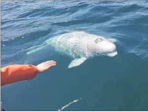  ?? PHOTO SUBMITTED/DAVE SIGWORTH ?? A juvenile beluga whale swims near a Zodiac Adventures boat in Ingonish Bay on Tuesday. Two beluga whales were spotted in the area throughout the day. It’s uncommon to see beluga whales near Cape Breton. The last known sighting of the cold-water mammal near the island was in August 2015 near Ingonish and Pleasant Bay.