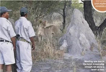  ??  ?? Meeting one lion in the bush is worrying enough, let alone a team of five.