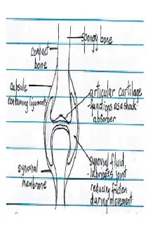  ??  ?? Figure 2: Structure of the synovial joint.