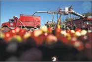  ?? Daniel Acker / Bloomberg ?? Cranberrie­s are harvested from a flooded bog in Camp Douglas, Wis.