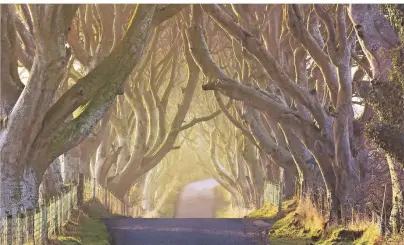  ?? FOTO: GETTY IMAGES/BOGDANHORI­A ?? Die Dark Hedges in Nordirland wurden als Drehort für die Serie „Game of Thrones“genutzt.