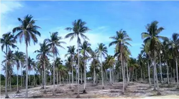  ??  ?? Hinimok ng Sanggunian­g Panlalawig­an ang Philippine Coconut Authority (PCA) at Department of Agricultur­e (DA) na magtayo ng coconut nursery at seed garden sa Barangay Buliluyan, Bataraza, Palawan sa layuning pagpapalag­o ng pananim na niyog at pag-angat ng industriya nito sa lalawigan. (Diana Ross Cetenta/Repetek)