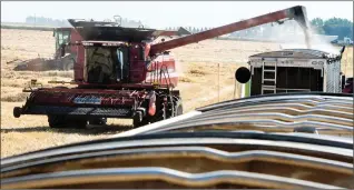  ?? Herald photo by Ian Martens ?? Combines empty full hoppers of barley into the trailers of waiting grain trucks during this growing season's Foodgrains harvest. @IMartensHe­rald