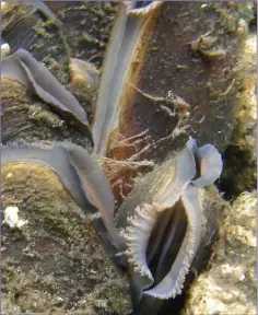  ??  ?? The Freshwater Pearl Mussel is threatened with extinction in Ireland due to poor water quality.