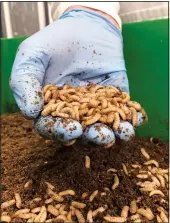  ?? (AP/Aleks Furtula) ?? Kees Aarts, CEO of Dutch insect farming company Protix, inspects a tray of black soldier fly larvae June 28 at the company’s facility in Bergen Op Zoom, Netherland­s.