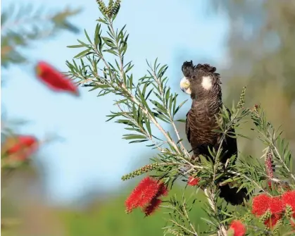  ?? Photograph: blickwinke­l/Alamy ?? The prime minister, Anthony Albanese, has said Australia is committed to taking action on the dual crises of biodiversi­ty loss and climate change.