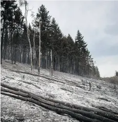  ?? DARRYL DYCK / THE CANADIAN PRESS FILES ?? An area burned by the Shovel Lake wildfire seen last Thursday near Fort Fraser, B.C.