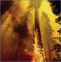  ?? NOAH BERGER - THE ASSOCIATED PRESS ?? Flames burn up a tree as part of the Windy Fire in the Trail of 100Giants grove in Sequoia National Forest, Calif., on Sept. 19. Sequoia National Park says lightning-sparked wildfires in the past two years have killed a minimum of nearly 10,000giant sequoia trees in California. The estimate released Friday, accounts for 13% to 19% of the native sequoias that are the largest trees on Earth.