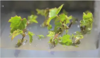  ??  ?? Les microboutu­res de vignes mères in vitro sont plongées dans l’azote liquide pendant une heure.