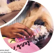  ??  ?? Kiara Williamson, 23, works on the nails of her service dog Diego at her home in Southfield, Mich. If Williamson starts to bite or slap herself during a seizure, Diego will place his face in front of hers so he can take the blow.