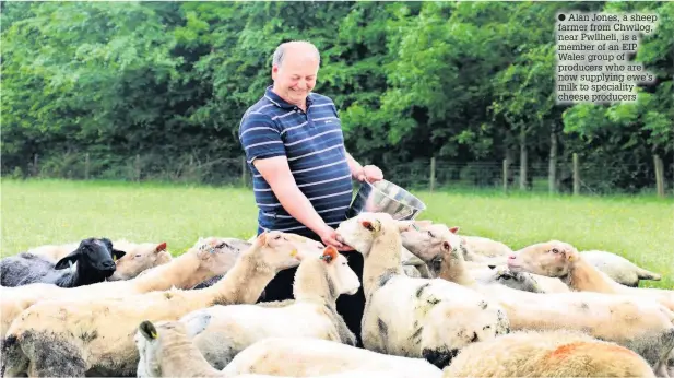  ??  ?? Alan Jones, a sheep farmer from Chwilog, near Pwllheli, is a member of an EIP Wales group of producers who are now supplying ewe’s milk to speciality cheese producers