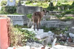  ?? ?? A goat roams the unkempt No 5 Cemetery in Spanish Town, St Catherine.