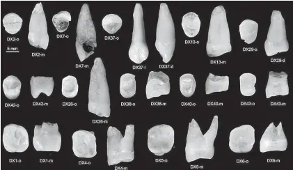  ?? Tribune News Service ?? ABOVE: This photo provided by the journal Nature shows human upper
teeth found in the Fuyan Cave of Hunan province in southern China. They are among dozens of fossil human teeth more than 80,000 years old that were recovered from the cave, providing...